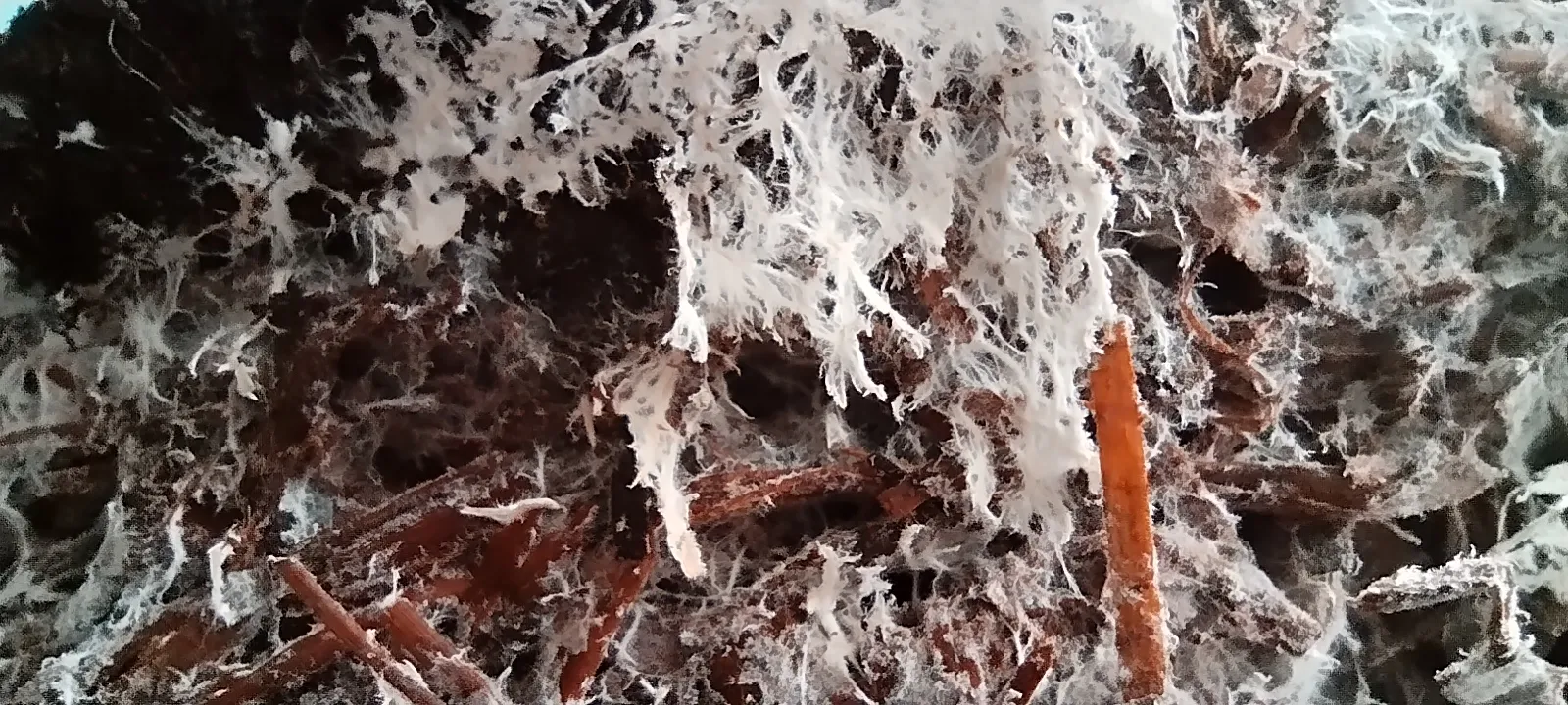 Healthy white mushroom mycelium spreading through a substrate