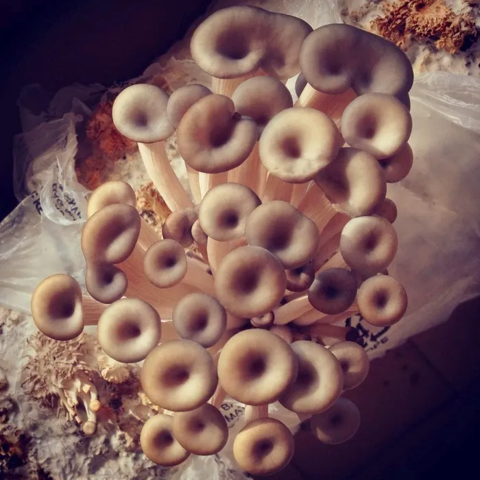 A dense cluster of oyster mushrooms growing from a bag of straw