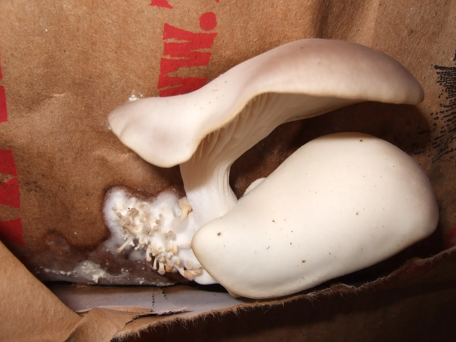 White oyster mushrooms growing out of a cardboard grow kit